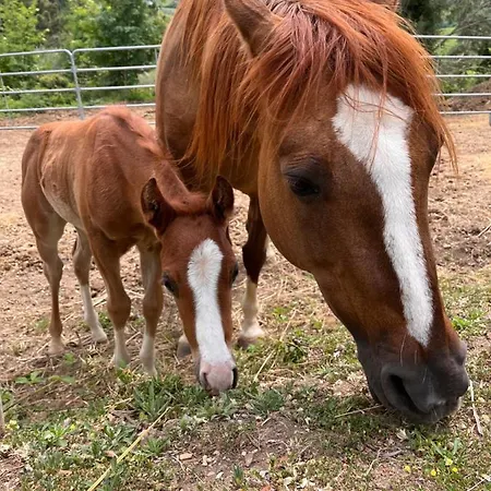 ベッド・アンド・ブレックファスト Podere Orzale Hospitality & Quarter Horses