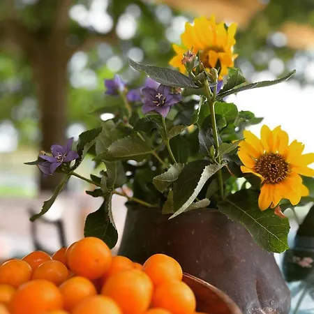 Podere Orzale Hospitality & Quarter Horses Bed & Breakfast