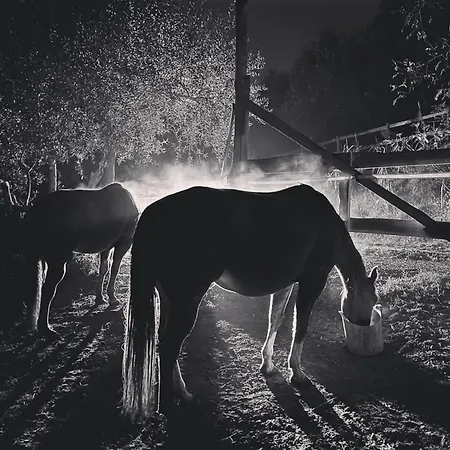 Podere Orzale Hospitality & Quarter Horses