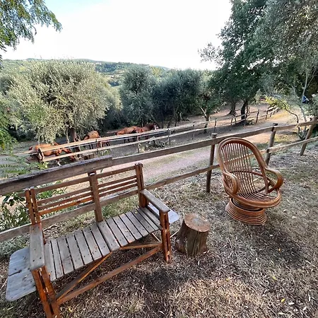Podere Orzale Hospitality & Quarter Horses * Usigliano