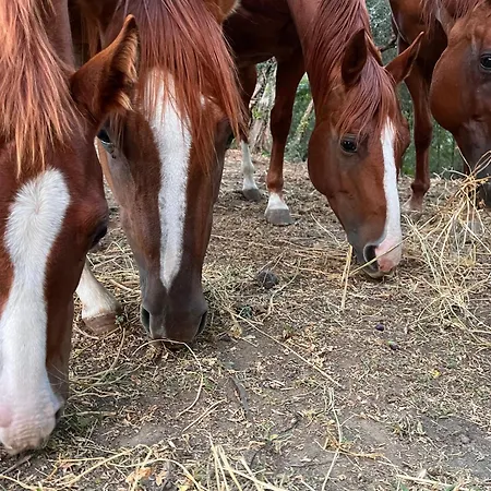 Podere Orzale Hospitality & Quarter Horses Bed & Breakfast Usigliano