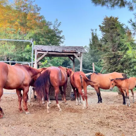 Podere Orzale Hospitality & Quarter Horses Usigliano