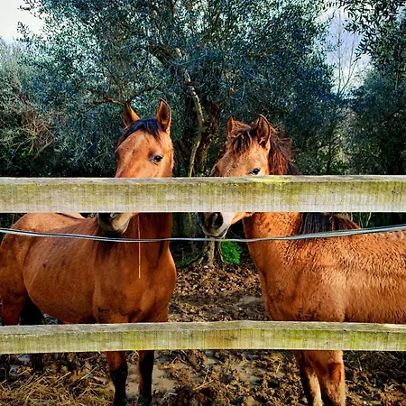 Bed & Breakfast Podere Orzale Hospitality & Quarter Horses *